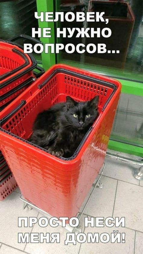 ЧЕЛОВЕК, НЕ НУЖНО ВОПРОСОВ... ПРОСТО НЕСИ МЕНЯ ДОМОЙ!