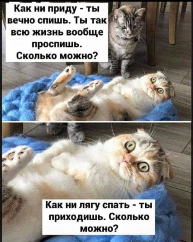 Как ни приду - ты вечно спишь. Ты так всю жизнь вообще проспишь. Сколько можно?
Как ни лягу спать - ты приходишь. Сколько можно?