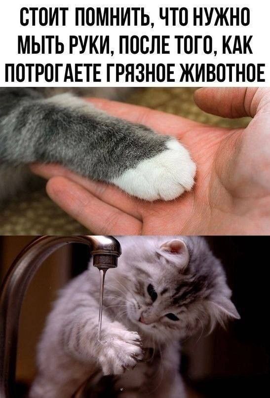 Стоит помнить, что нужно мыть руки, после того, как потрогаете грязное животное
