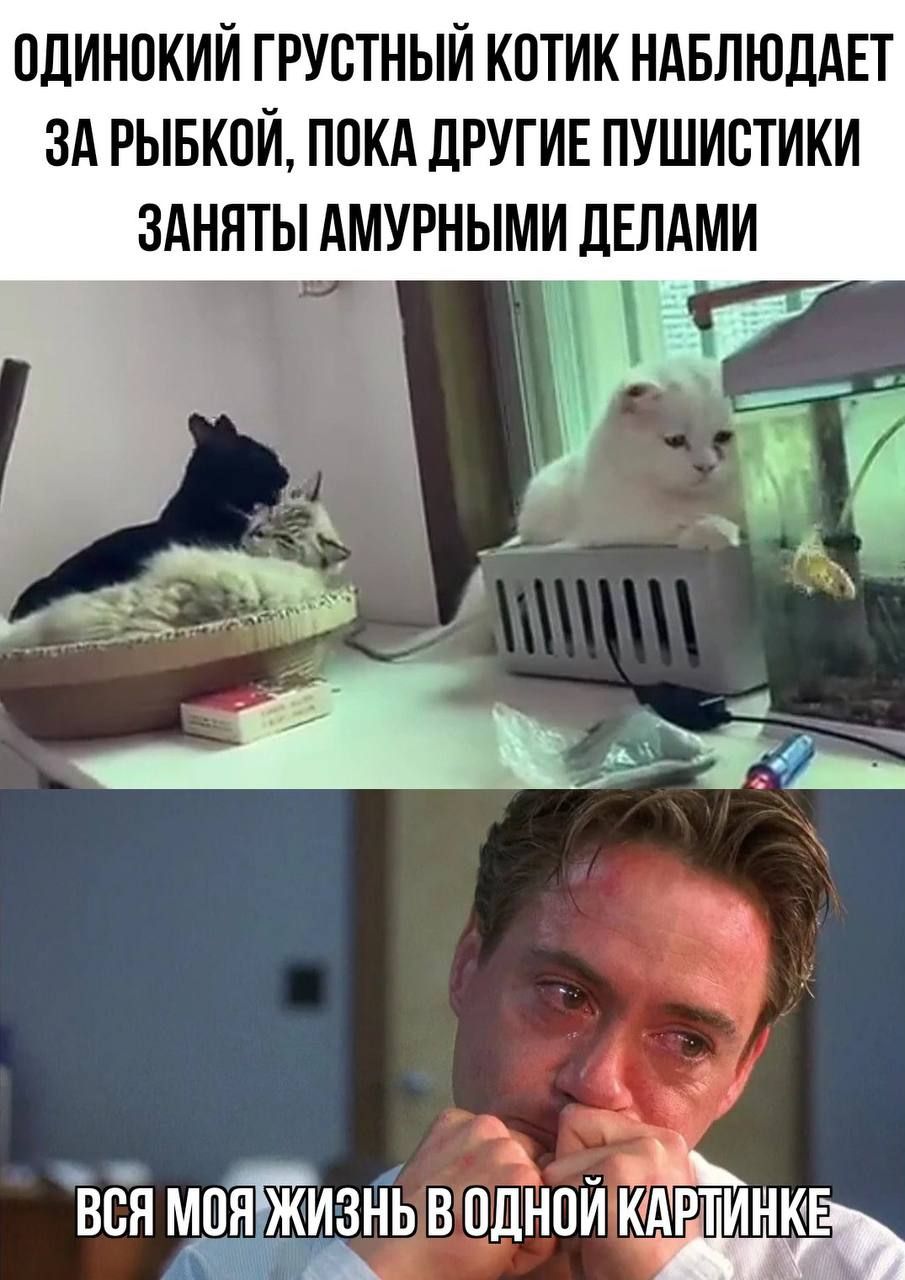 ОДИНОКИЙ ГРУСТНЫЙ КОТИК НАБЛЮДАЕТ ЗА РЫБКОЙ, ПОКА ДРУГИЕ ПУШИСТИКИ ЗАНЯТЫ АМУРНЫМИ ДЕЛАМИ ВСЯ МОЯ ЖИЗНЬ В ОДНОЙ КАРТИНКЕ