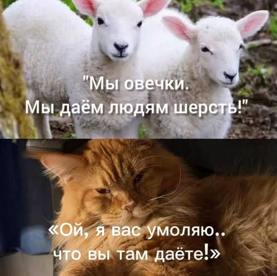 Мы овечки. Мы даём людям шерсть! Ой, я вас умоляю.. что вы там даёте!