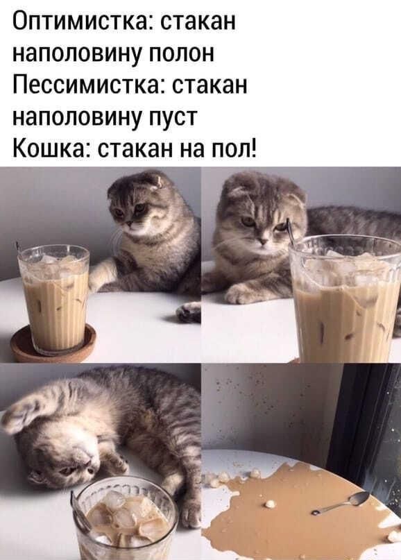 ОПТИМИСТКЗЕ стакан НЗПОЛОВИНУ ПОЛОН ПЕССИМИСТКЗ стакан наполовину пуст Кошка такан на пол
