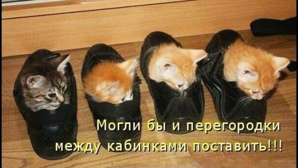 иными пи шнягу 1