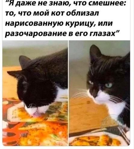 Я даже не знаю что смешнее то что мой кот облизал нарисованную курицу или разочарование в его глазах