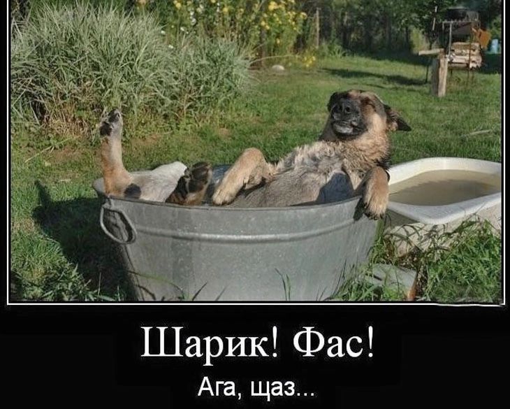 арик Фас Ага щаз Ш