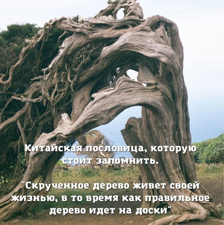 Скручениое дерево живет сваей жизнью в то время как принцип