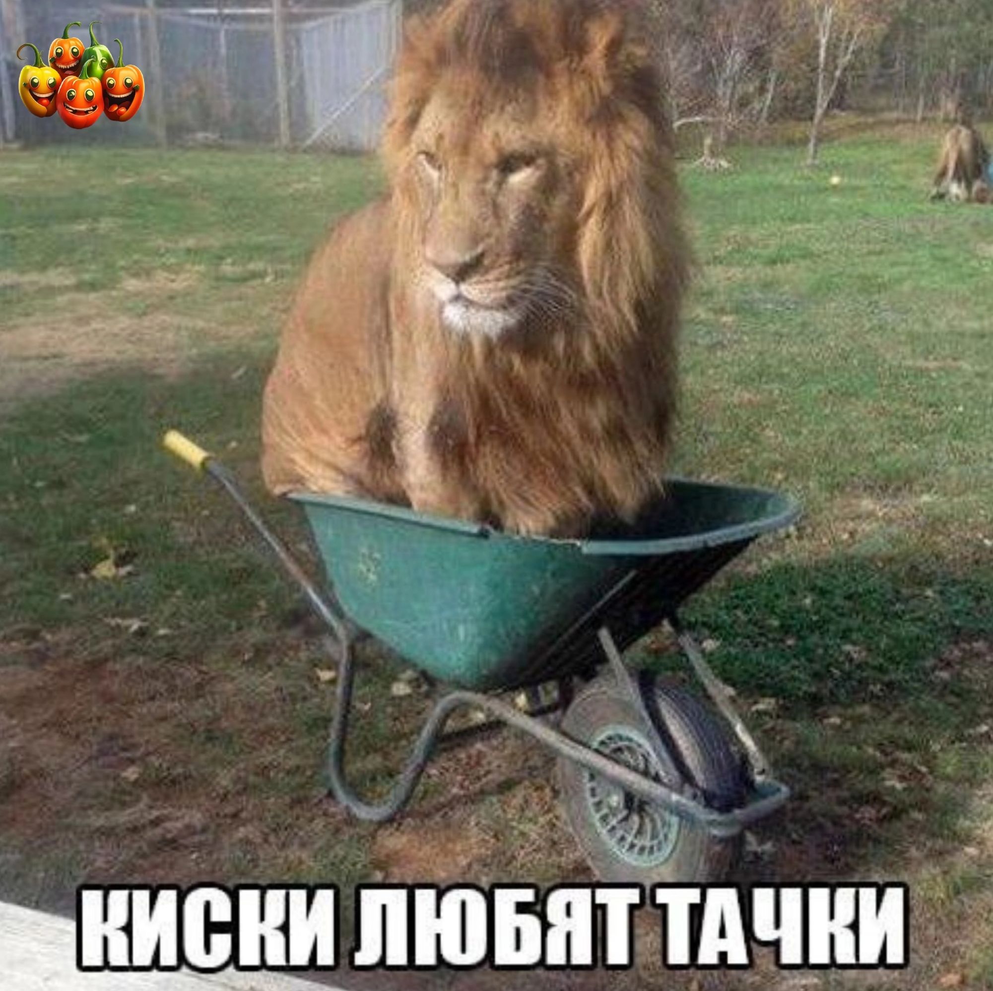 ШЮНИ ЛЮБЯТ ТАЧКИ