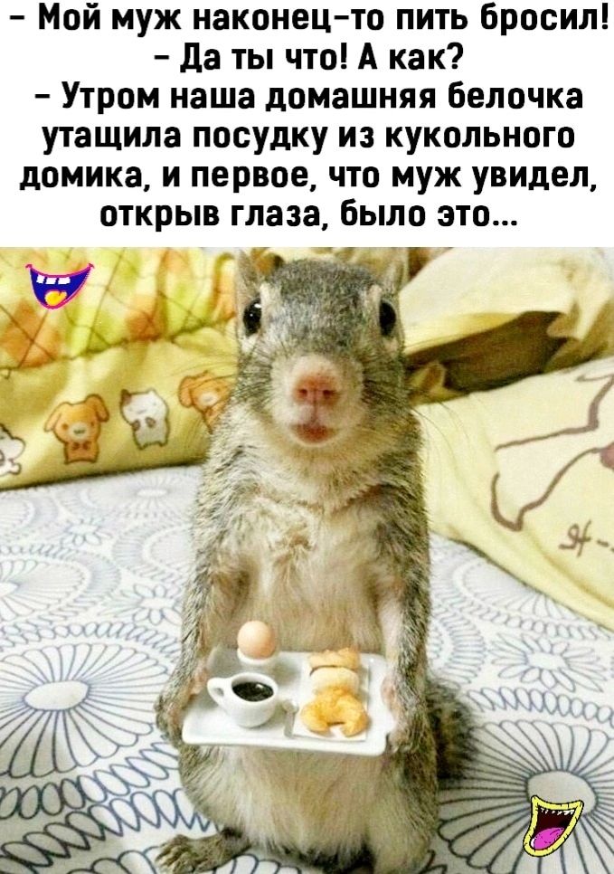 Мой муж наконец то пить Бросил да ты что А как Утром наша домашняя белочка утащила посудку из кукольного домика и первое что муж увидел открыв глаза Было это