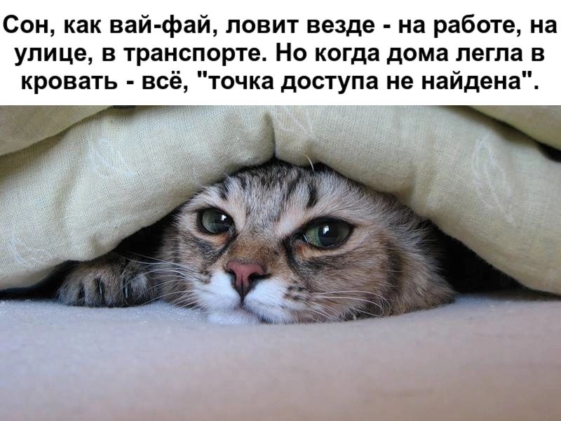 Сон как вай фай павит везде на работе на улице в транспорте Но когда дома легла в кровать всё точка доступа не найдена