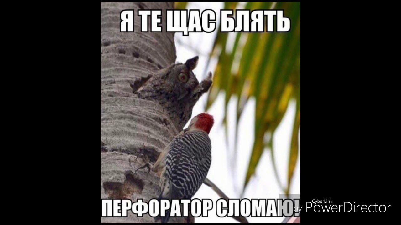 Ёіъіі ЁЁ _ РбщеВпесюг