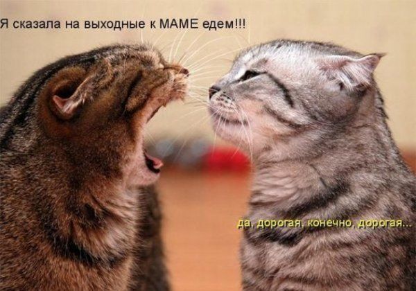 я мазала на выходные МАмЕ едем