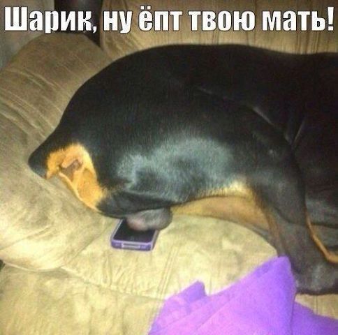 ШИПИН НУ ЁПТ ТВРЮ мать