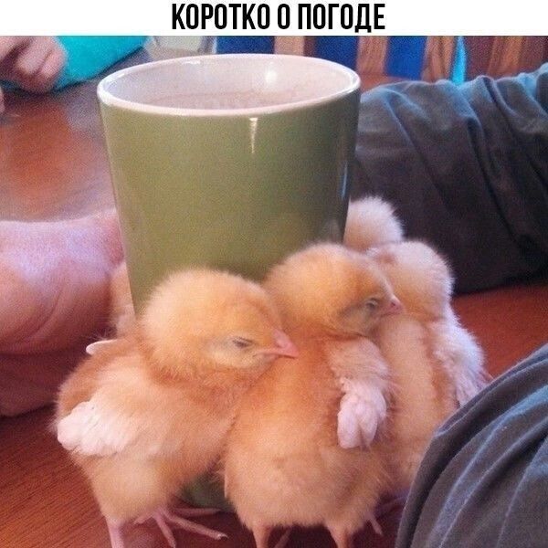 КПРПТК0 ППГПДЕ