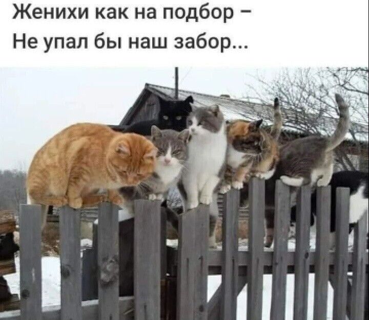 Женихи как на подбор Не упал бы наш забор