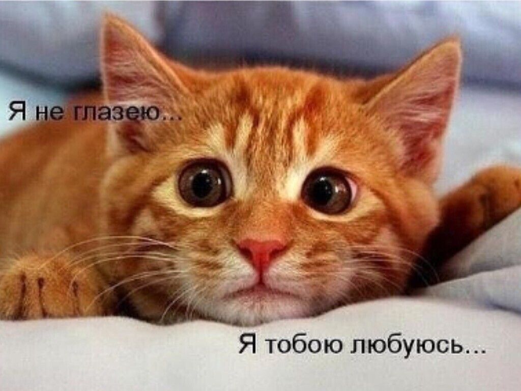 Я тобою любуюсь