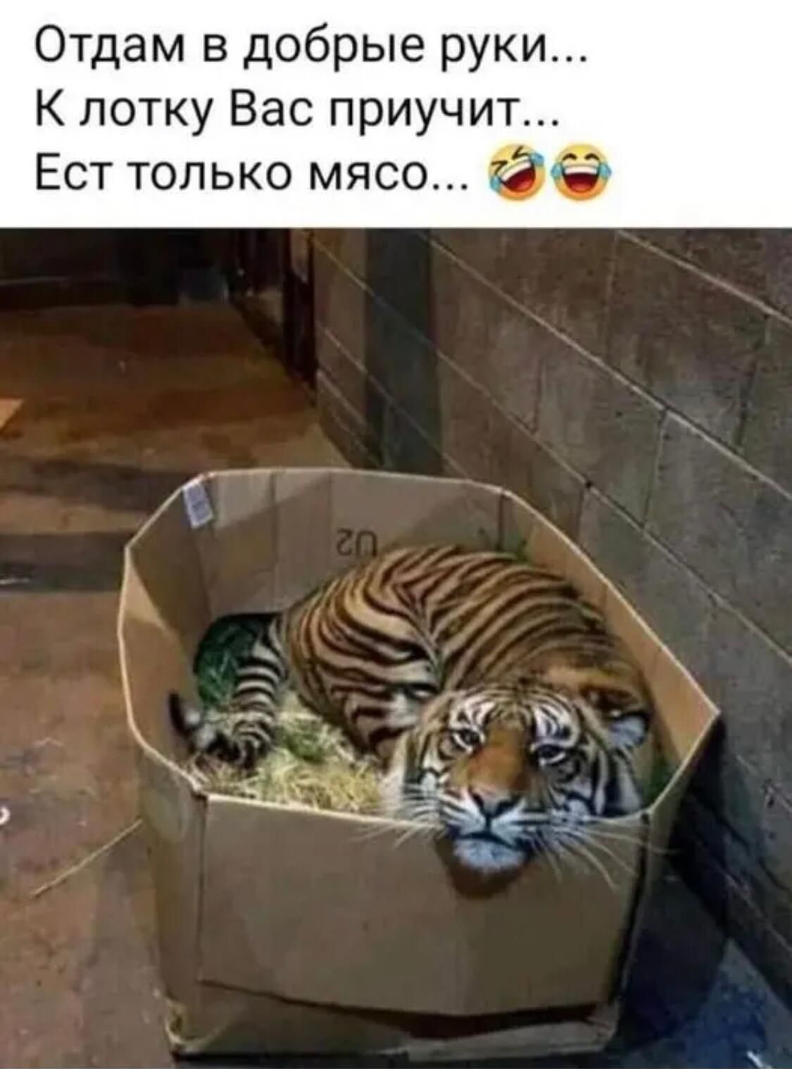 Отдам в добрые руки К лотку Вас приучит Ест только мясо