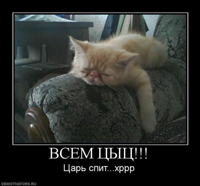 ц 13 ВСЕМ ЦЫЦ Царь спит хррр
