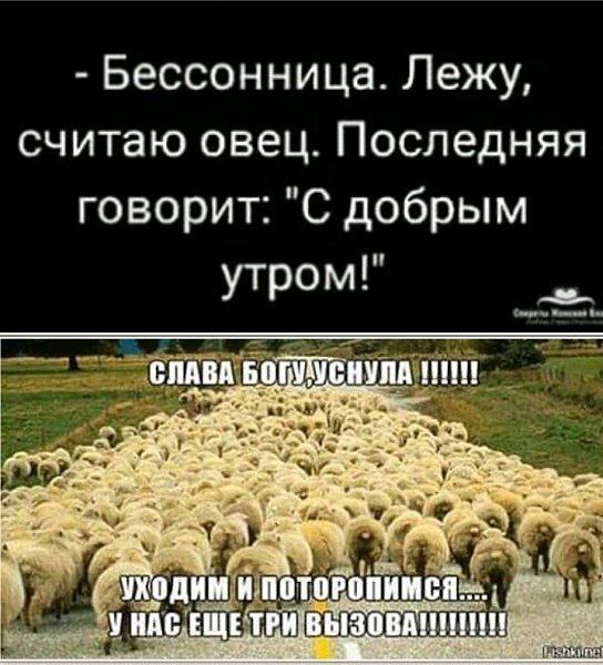 Бессонница Лежу считаю овец Последняя говорит С добрым утром __ ___