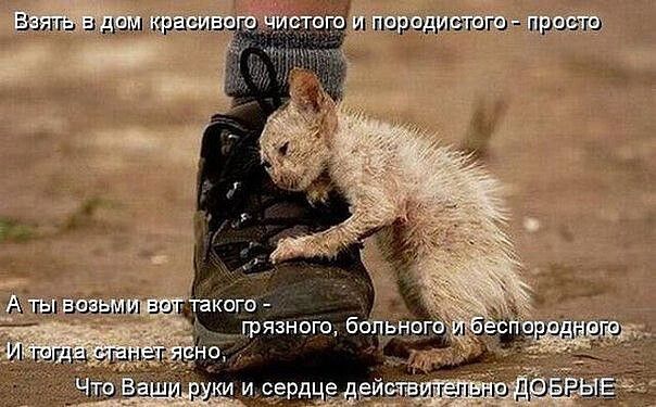 в ад и шрицмшш ушли