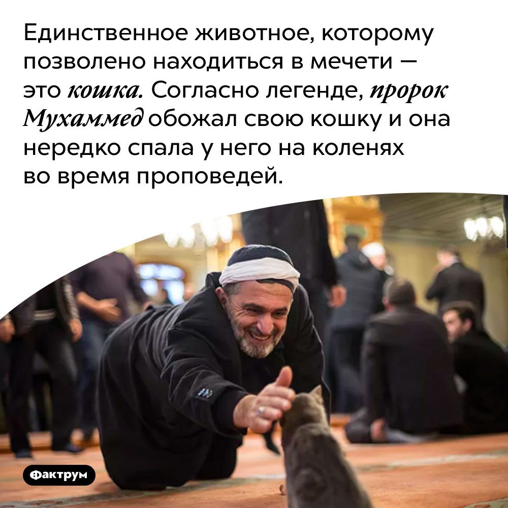 Единственное животное которому позволено находиться в мечети это кашки Согласно легенде пророк Мухаммед обожал свою кошку и она нередко спала у него на коленях во время проповедей