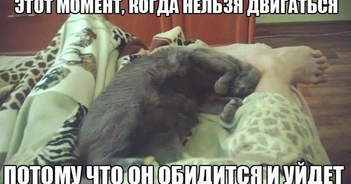 Потому что они спят. Мемы со спящими котами. Кошка лежит на тебе. Мем про спящую кошку. Кота разбудили.