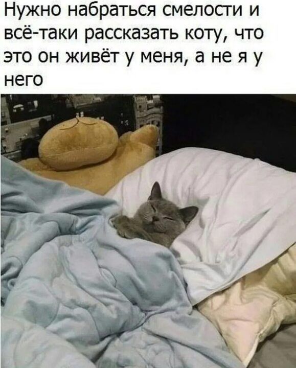 Нужно набраться смелосги и всё таки рассказать коту что это он живёт у меня а не я у него _Б Г 1 У 1