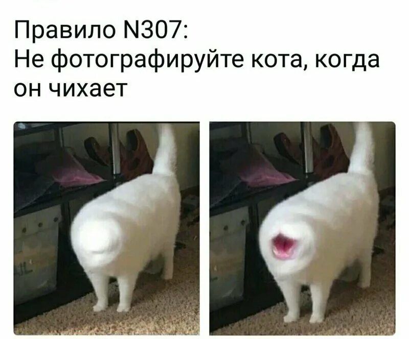 Правило 307 Не фотографируйте кота когда ОН чихает