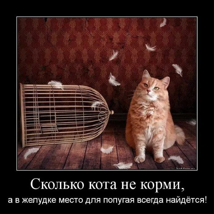 СКОЛЬКО кота не корми а в желудке место для попугая всегда найдётся