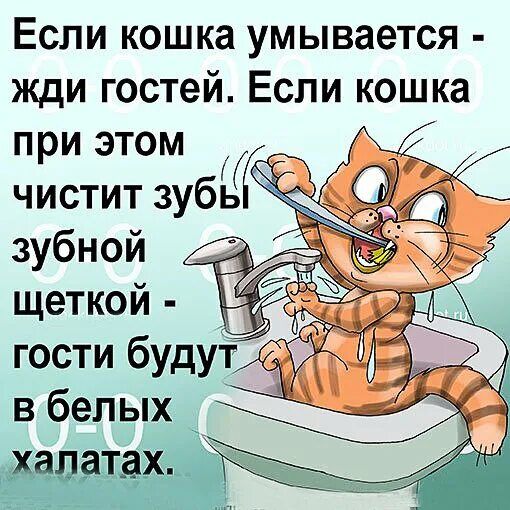 Если кошка умывается жди гостей Если кошка при этом чистит зубь зубной