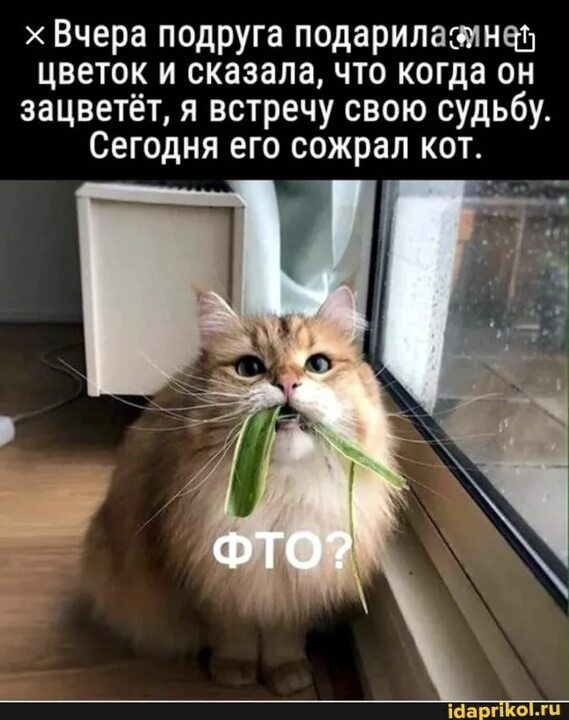 Вчера подруга подарипасмнеш цветок и сказала что когда он зацветёт я встречу свою судьбу Сегодня его сожрал кот