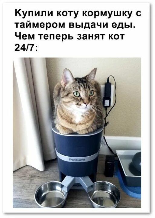Купили коту кормушку с таймером выдачи еды Чем теперь занят кот 247
