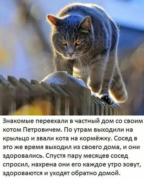 Знакомые переехали в частный дом со своим котом Петровичем По уграм выходили на крыльцо и звали ота на кормёжку Сосед в это же время выходил из своего дома и они здоровались Спустя пару месяцев сосед спросил нахрена они его каждое утро зовут здороваются и уходит обратно домой