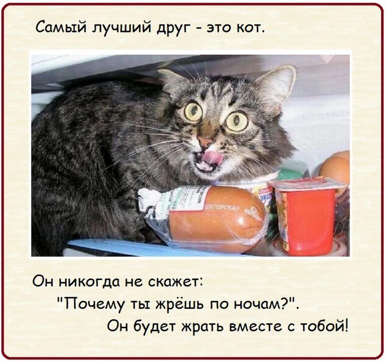 Самый лучший друг это кот Он иикагдп не скажет Почему ты жрёшь по ночам Он будет жрать вместе с тобой