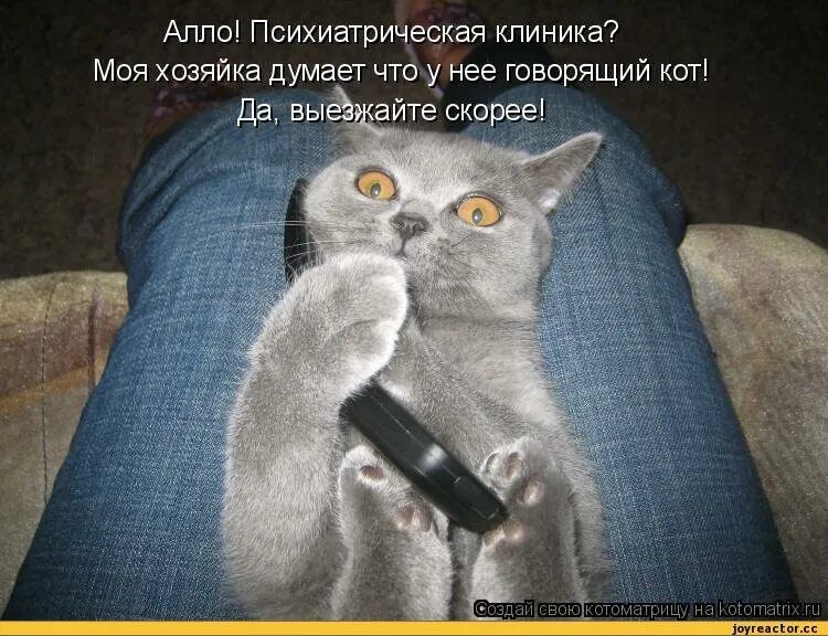 Аппо Психиатрическая клиника Моя хозяйка думает что у Нее говорящий коп