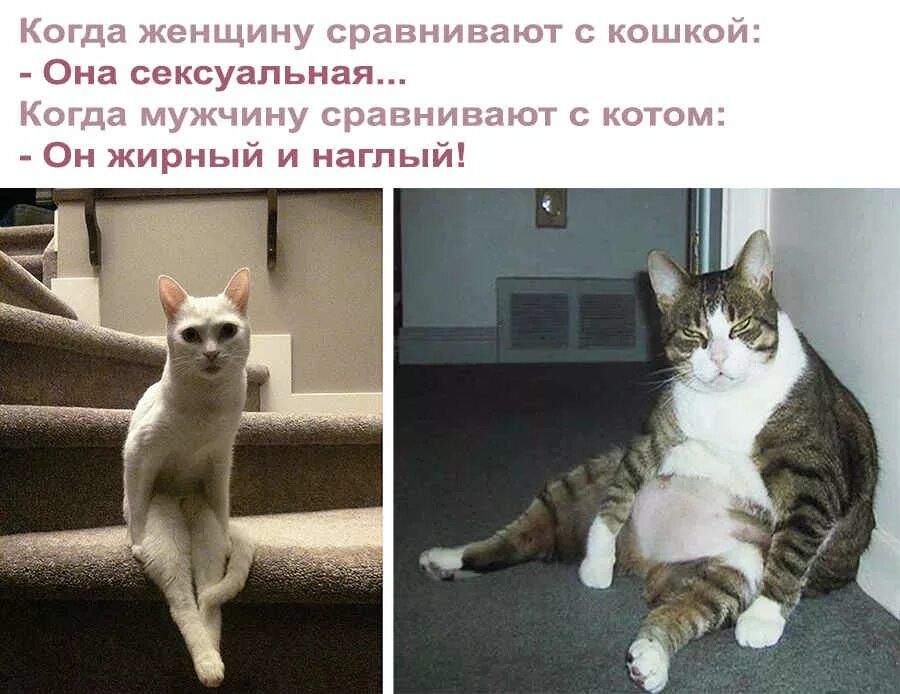 Она сексуальная _ 0 жирный и наглый