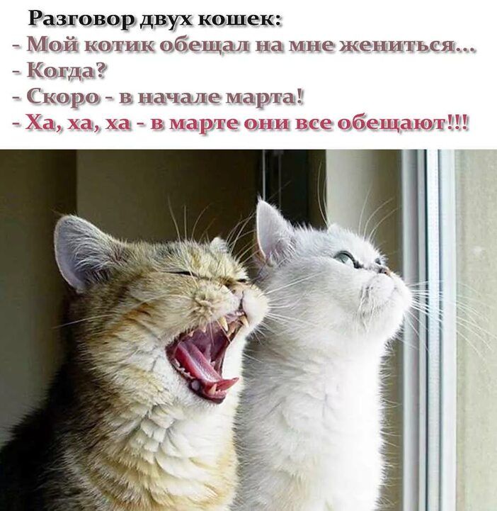 Разговор двух кошек Мой котик обещал на жениться _ Когда Скоро в начале марта