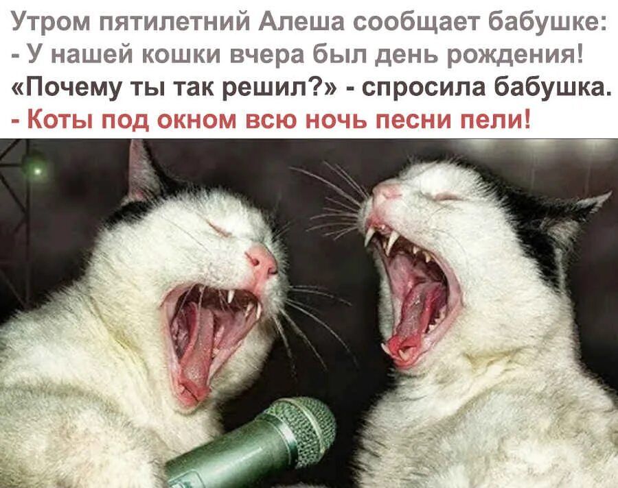 Утром пятилетний Алеша сообщает бабушке У нашей кошки вчера был день рождения Почему ты так решил спросила бабушка