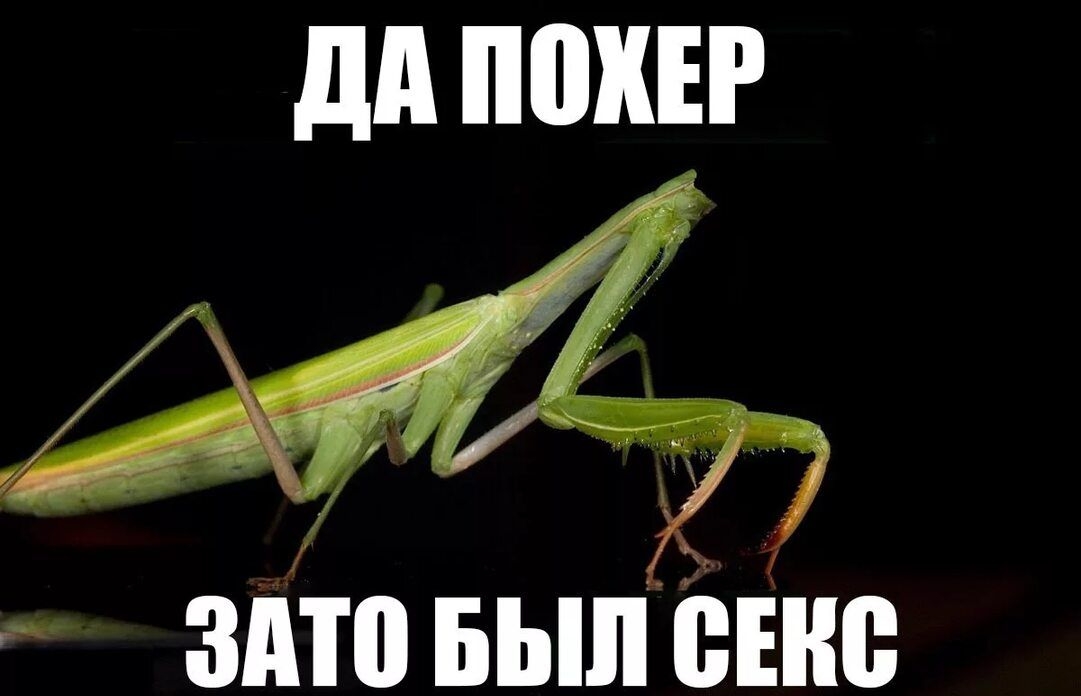 вито вылете