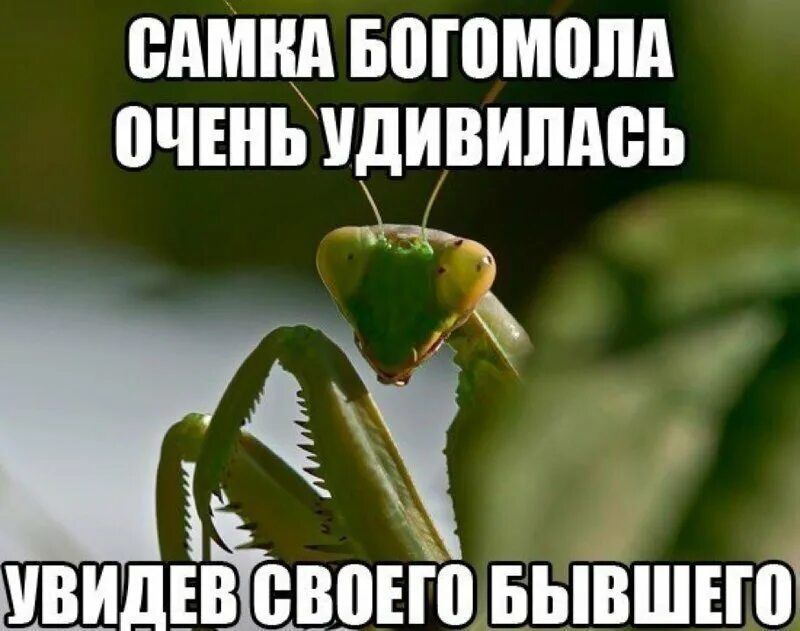ШШШ воюмопд ВЧШЪУДИВИШШЪ д ШДЕВ ШШШ БЫВШЕГО1