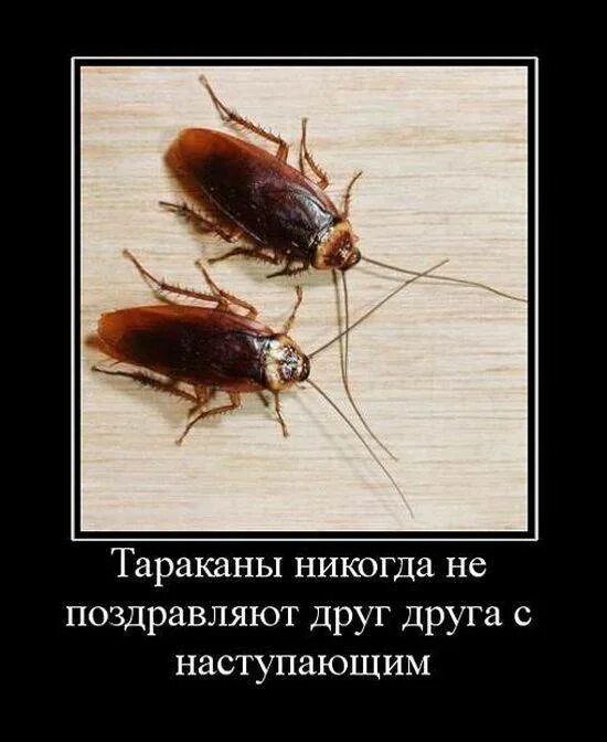 Тараканы никогда не поздравляют друг друга С наступающим