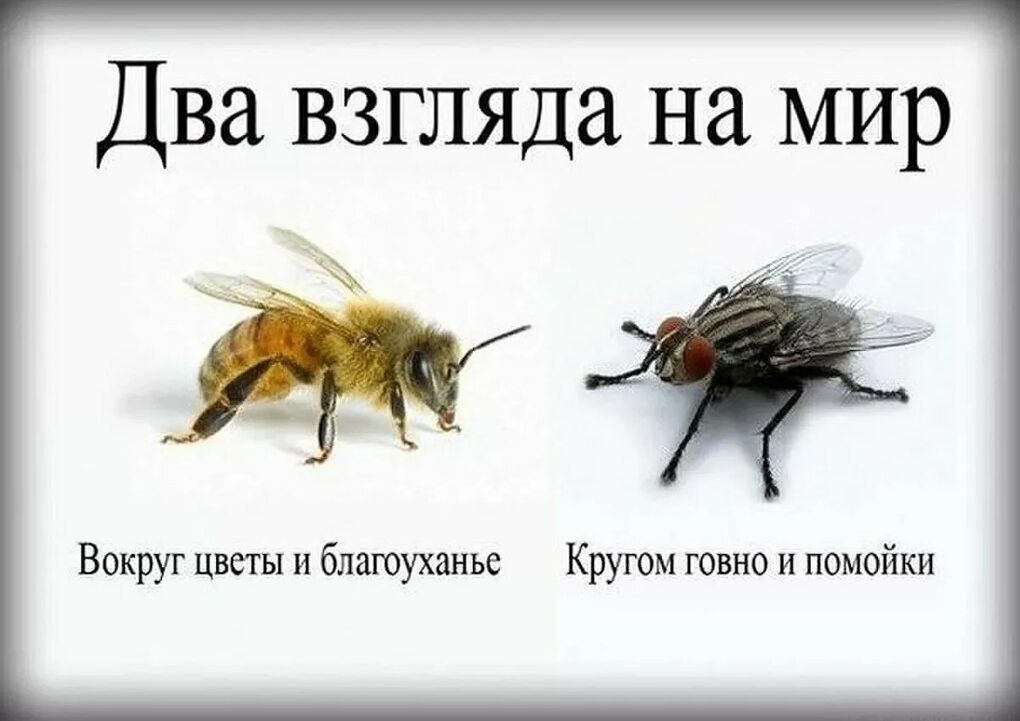Два взгляда на мир Вокруг цветы и благоухлиье Кругом говно и помойки
