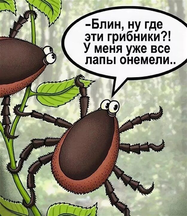 Бпин ну где эти грибники У меня уже все лапы ОНЭМВПИ