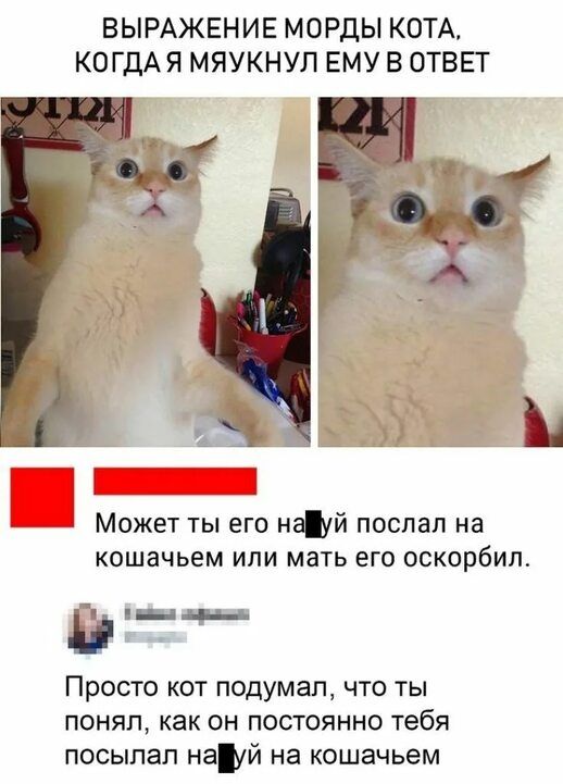 ВЫРАЖЕНИЕ МОРДЫ КОТА КОГДАЯ МЯУКНУЛ ЕМУ В ОТВЕТ 1 Может ты его науй послан на кошачьем или мать его оскорбил лаг Просто кот подумал что ты понял как ОН ПОСТОЯННО тебя посыпал най на кошачьем