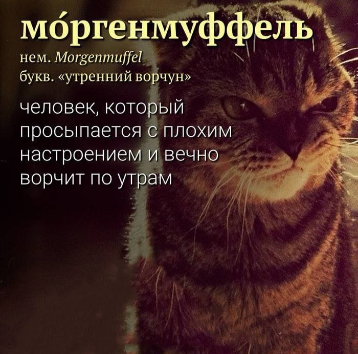 _ моргенпбЪ нем Магнептит букв утреннийво чун человек котодый просыпается 3 плохим настроением вечно ворчит по ут м
