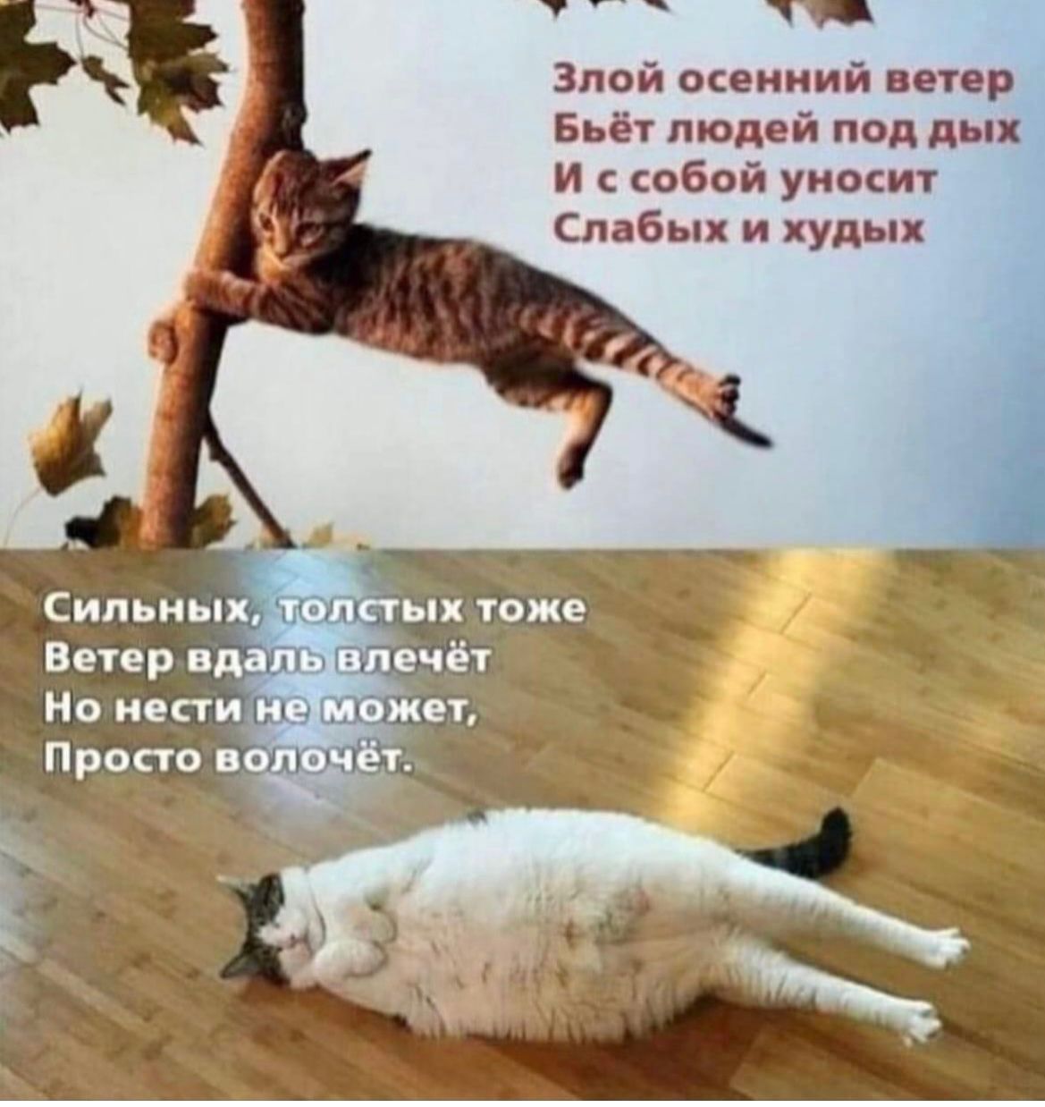 Злой оцепиий ветер Бьёт тодий под И кобой уиокит Слабых и