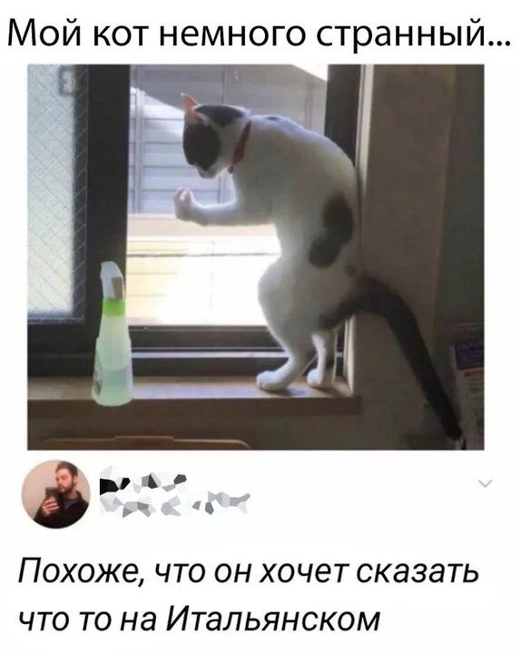 Мой кот немного странный _ ч Похоже что он хочет сказать что то на Итальянском