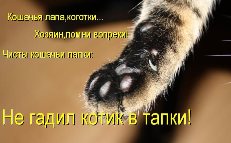 Мишень Чипы лише