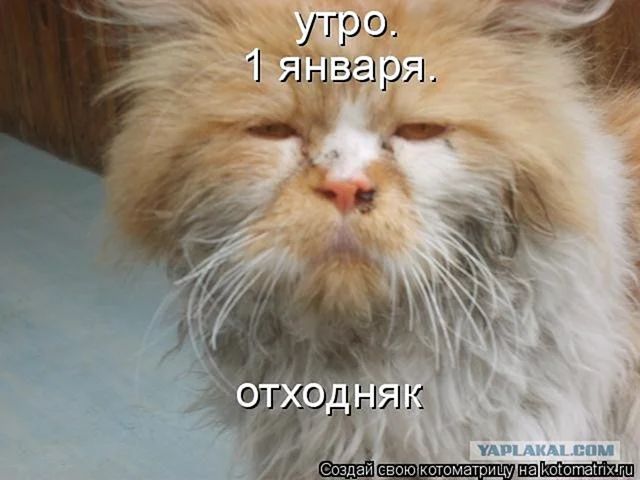 утро 11г