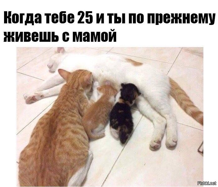 Мда тебе 25 И ТЫ по ПШЕЖИЕЩ ЖИВВШЪБ мамой