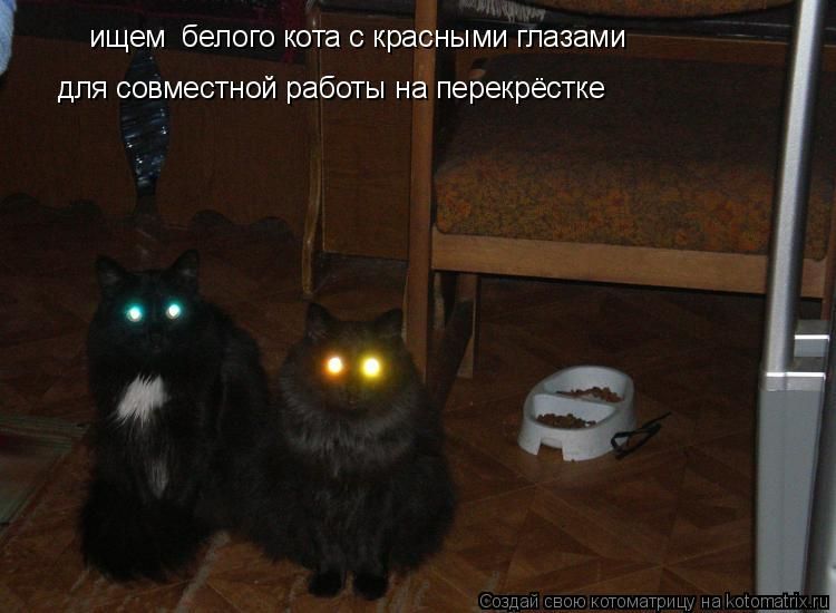 на ищем бепого кота крагными глазами для совместной рабшгы н перекрёсже